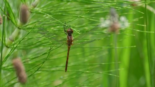 Sympetrum sp.